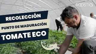 Poda, recolecci&oacute;n y punto de maduraci&oacute;n del Tomate 38 ecol&oacute;gico de Roostiq