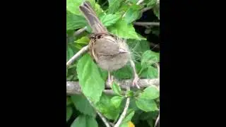 SPARROW COLLECTIONS #birds #sparrows
