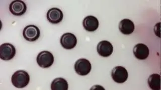 Explaining Nikken's New Magnetic Products