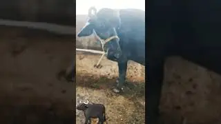 buffalo transformation🐃🙂🙂