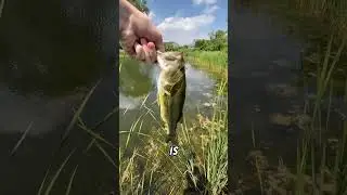 Fishing tips #tigermusky #bassfishing #fishing #fish #sportfishing #automobile #freshwaterfishing