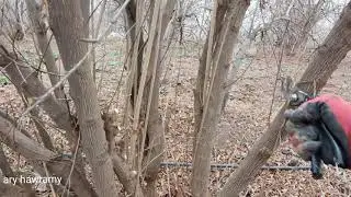 افضل طريقة لتقليم شجرة الرمان