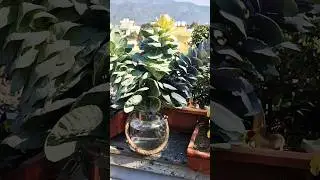 Special plant with special  tricks #gardening #trending #terracegardenindia #garden