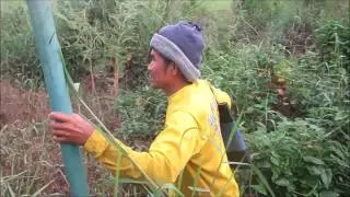 catching eels by using pvc eel trap on savannakhet laos , catching fish