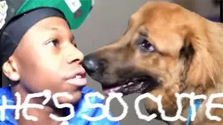 Rakai Gets A Dog! (AGAIN) 