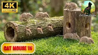 Cat TV Mouse Hunting 🐭 | Watch How Fast Cats React to This Mouse Chase 4K