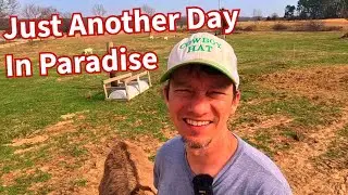 Trying Out My DIY 3 Point Garden Bed Implement, A Pig Update, AND It&rsquo;s Baby Goat Season!