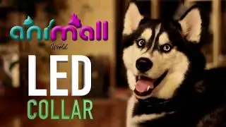 LED Pet Collar