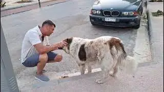 Beethoven   regasire 4 ani