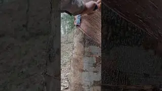 New Cutting skills 🫡🌳 rubber tree || #shorts #rubbertree #cuttingskills #asmrfarming #shortsfeed