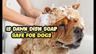 Can I Use Dawn Dish Soap to Shampoo My Dog or Puppy?