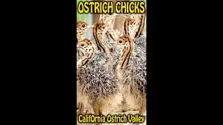 Ostrich Chicks. Beautiful Day at CalifOrnia Ostrich Valley Inc