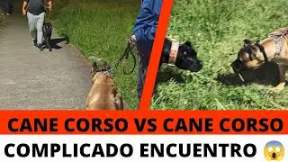 Cane Corso vs Cane Corso 😱 complicado encuentro 