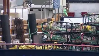 After delay, Dungeness crab fishing season opens with trap reduction