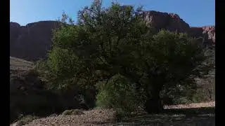 Congr&egrave;s international de l'Arganier drone maroc