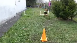 NADAC Hoopers-Agility: Grundlagen sind wieder aufgefrischt