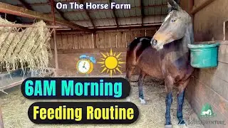 6AM Morning Routine Feeding Horses On The Farm |  Horses Eating Hay And Grain | Horse Care 🐴❤️