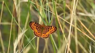 Butterfly Flapping Its Wings