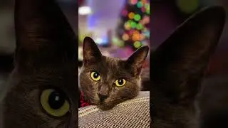 Foster Kittens with LifeLine