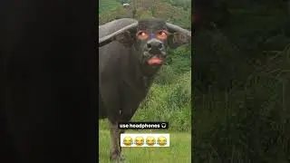 best haryanvi gali video part 6 //#instagram