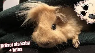Meerschweinchen Br&ouml;sel als Baby und alles Wissenswerte | Die Meeries