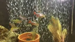 African Leaf Fish