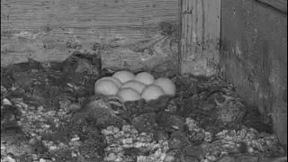 Federica no para, 8&ordm; huevo. Federica doesn't stop, 8th egg.