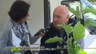 Subbiano in fiore: l'orto tra melanzane, zucche e cetrioli