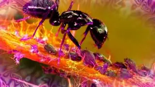 Entheogenic   Ground Luminosity