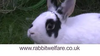 Rabbit Welfare Association Commercial wmv
