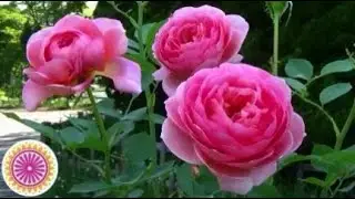 Japanese Rose Flower Garden Park for Nature Relaxation, English Rose Garden Walking Tour/Gardening
