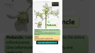 Difference between Peduncle and Pedicel