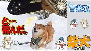 雪のけ中に奴が飛んできたw #shiba #雪あそび #癒し #ハイガー