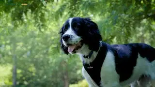 3 Essential Training Commands for Puppies