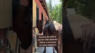 Finding new ways to give horses enrichment & encourage movement