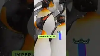 ABC Penguin Song | Letter HIJK | Learn Alphabets, English and Animals for Kids (Fun)