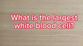 Can you answer these 20 blood questions?