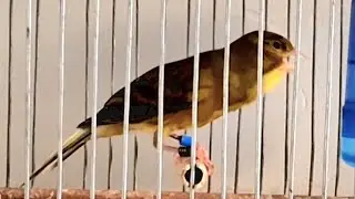 Chant canari timbrado jeune en 2025 