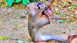 Ooh my god! Million pity reaction moment when to see young kidnapper monkey doing like that on baby