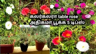 How to get more blooms in table rose 5 simple tips and tricks || Moss rose, Portulaca grandiflora