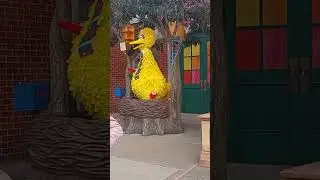 Big Bird Dances in his Nest #shorts #sesameplace #sesamestreet #youtubeshorts #viralshorts #bigbird