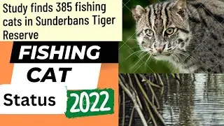 🔥First fishing cat status report in STR revealed shocking information? fishing 🐈 fishing 🐱! JPYadav