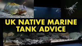 Советы по содержанию местных морских рыб в аквариумах Великобритании