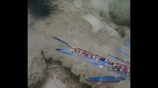 Self Reliant (Solo) diving at Koh Larn