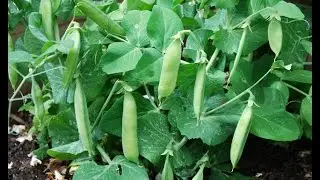 Growing Dwarf Peas to Maximize Production in Small Spaces