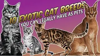 10 Exotic Cat Breeds You Can Legally Have As Pets