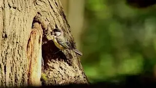 The Great Tits (HD)