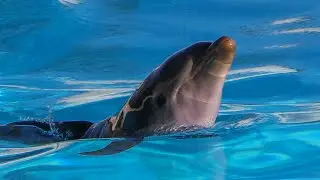 Curiosità sulla piccola Cucciola di Delfino Maya