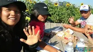 Sun Flower Farm Toronto Canada | Gardenera In Canada 🇨🇦