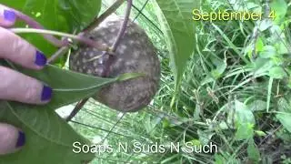 Growing  air potato vine also known as monkey balls vine, Video from the video vault